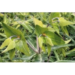 Euphorbia Lathyris C0.65L