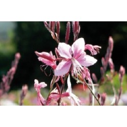 Gaura Rose C0.65L