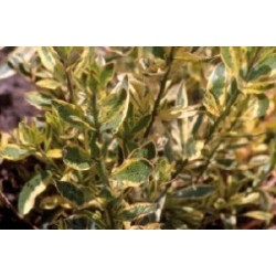 Gaura Panache C0.65L
