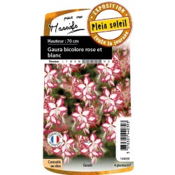Gaura rose-blanc c0.65l