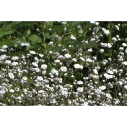 Gypsophila haut blc c0.65l