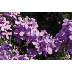 Hesperis Lilas C0.65L