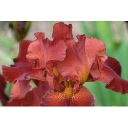 Iris Des Jardins Brun C0.65L