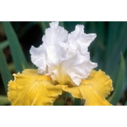 Iris Des Jardins Blc-Jaune...