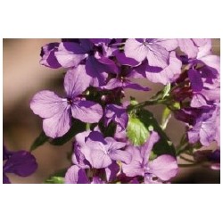 Lunaria Annua C0.65L