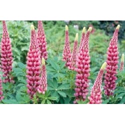 Lupinus Rose C0.65L