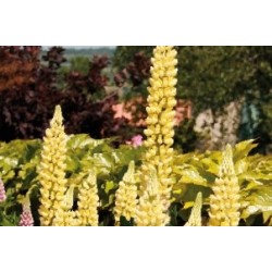 Lupinus Jne C0.65L