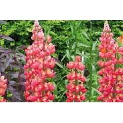 Lupinus Rge C0.65L