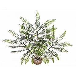 Herbe décorative Verte LABÉO