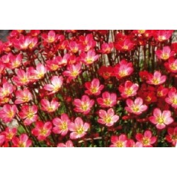 Saxifraga rge c0.65l