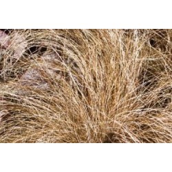 Carex buchananii c0.65l