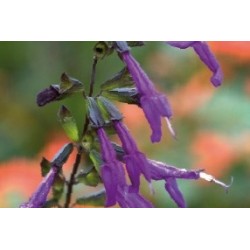 Salvia chamaecryoides vltte...