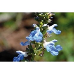 Salvia Uliginosa C0.65L