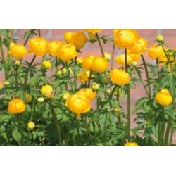 Trollius Jne-Orange C0.65L