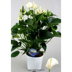 Anthurium andreanum white...
