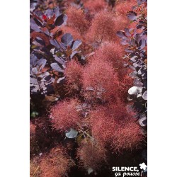 Cotinus Coggygria Royal...