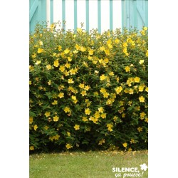 Hypericum Hidcote Tfe-C4.5L