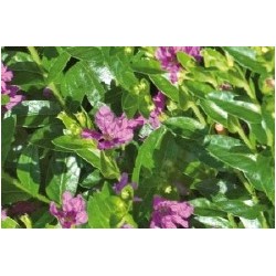 Cuphea hyssopifolia c0.65l