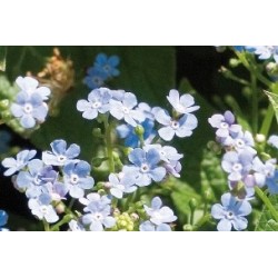 Myosotis caucasica c0.65l