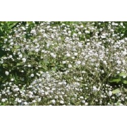 Gypsophila Blc Dble C0.65L