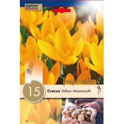 Bulbes de crocus grosse...