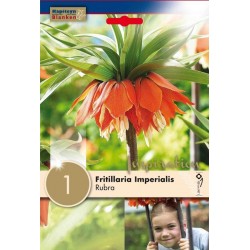 Bulbe de fritillaire...