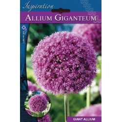 Bulbe d'allium giganteum x 1