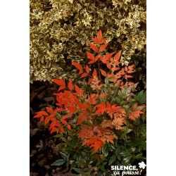 Nandina Domestica Gulf...