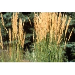 Panicum c0.65l