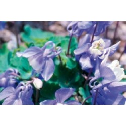 Aquilegia flabellata...