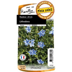 Lithodora Bl Blc C0.65L