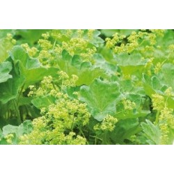 Alchemilla C0.65L