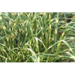 Miscanthus sinensis...