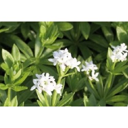 Asperule Odorante C0.65L