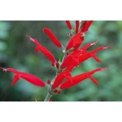 Salvia Fulgens Ananas Rge...