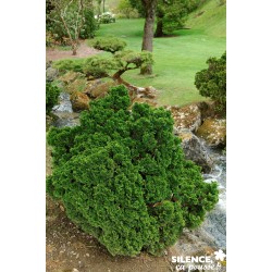 Chamaecyparis Obtusa Nana...