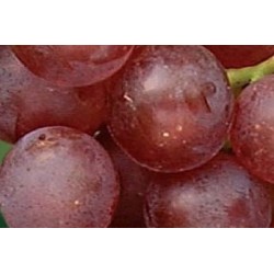 Vigne Chasselas Rose C1.6L