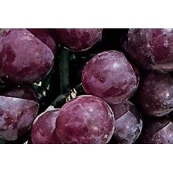 Vigne Cardinal C1.6L