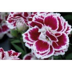 Dianthus Nain Pourpre C0.65L