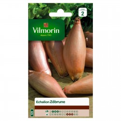 VILMORIN ÉCHALION Zébrune...