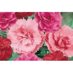 Dianthus Sunflor C0.65L