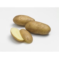 ACTIGERME Pomme de terre...