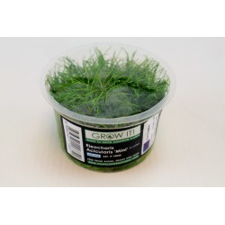 Plante grow-it IN-VITRO...