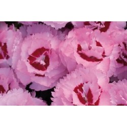 Dianthus Plumarius Oeil Rge...