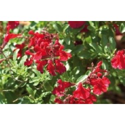 Salvia Greggii Rge C0.65L