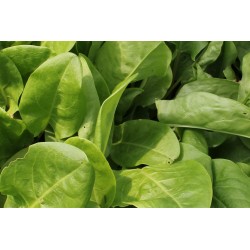 Oseille Commune Vierge...