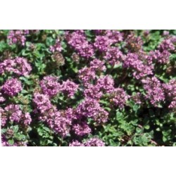 Thym Serpolet C0.75L