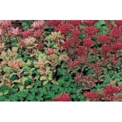 Sedum C0.65L