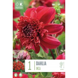 KAPITEYN STANDARD-Dahlia...