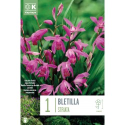 KAPITEYN STANDARD-Bletilla...